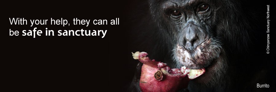 Chimpanzees deserve release from laboratories and restitution in sanctuary.