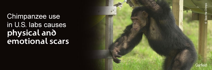 For decades chimpanzees have suffered and died in U.S. laboratories – unnecessarily.