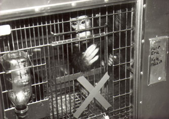 SEMA chimpanzee, name unknown, in small cage
