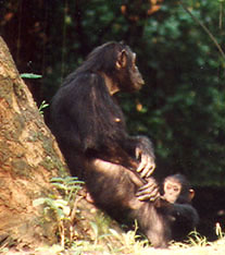 Chimpanzee mom and baby in the forest