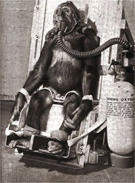 Space chimpanzee strapped for training