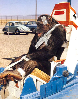 Space chimp slammed at high speed